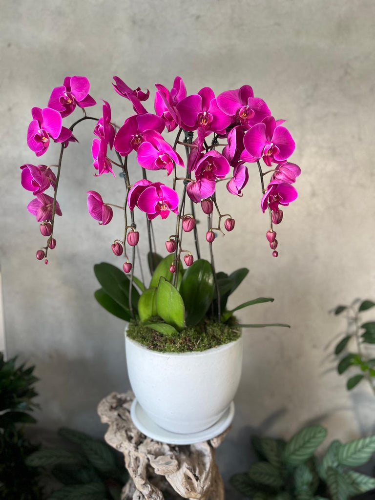 Luxe Purple Orchid Planter in a White Pot