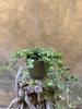Variegated Ivy Plant