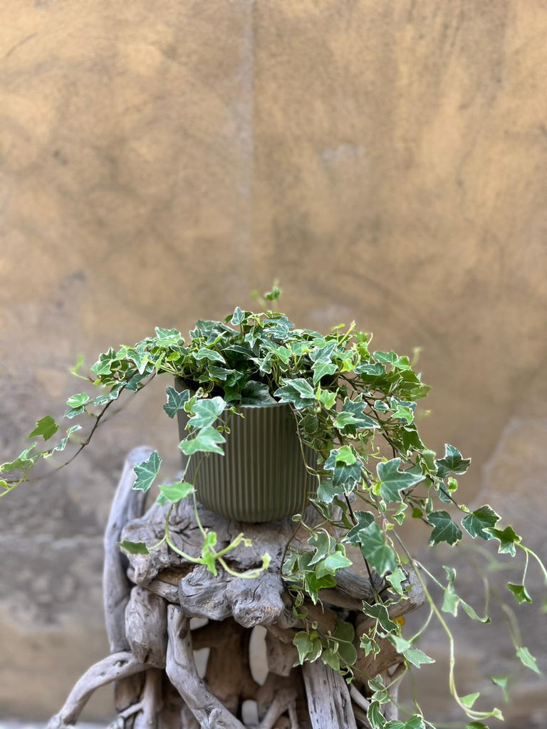Variegated Ivy Plant