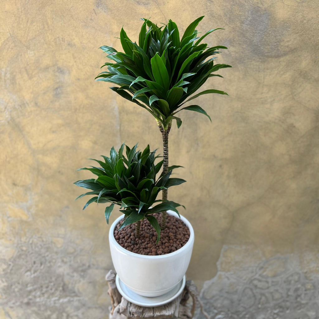 Dracaena fragrans 'Compacta'