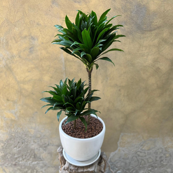 Dracaena fragrans 'Compacta'