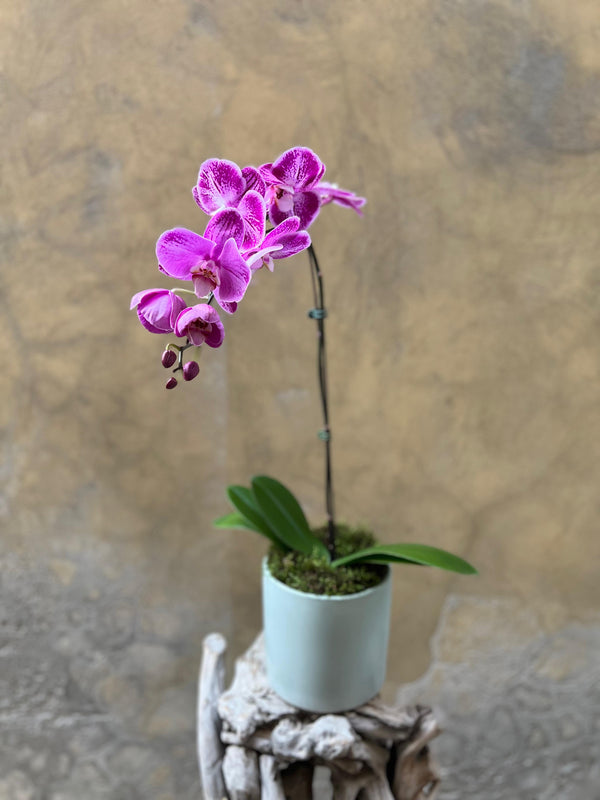 Purple Orchid Planter in a Grayish-Green Pot