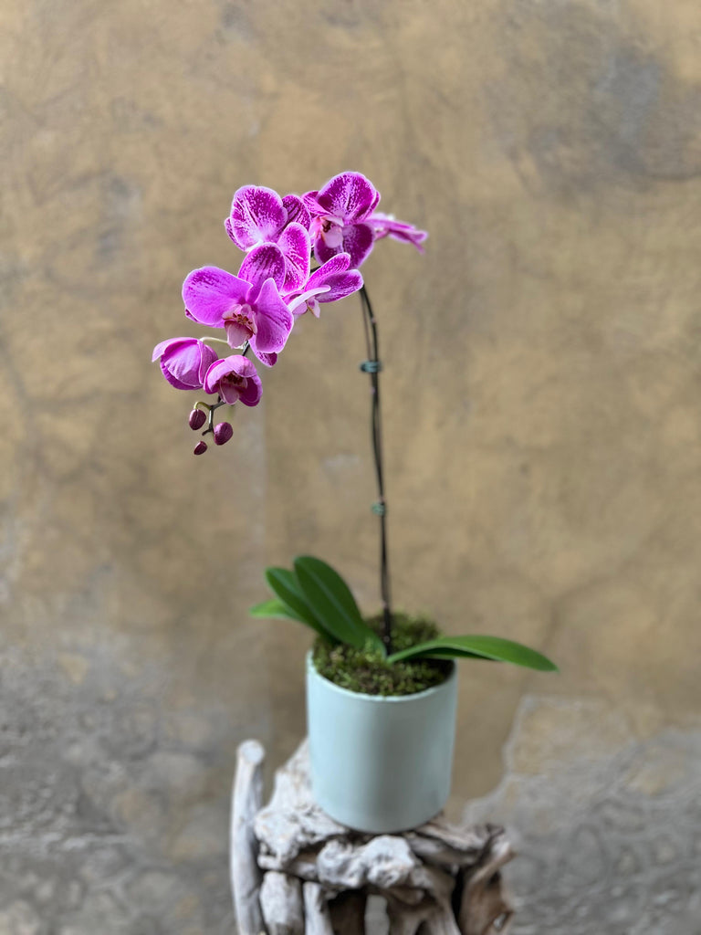Purple Orchid Planter in a Grayish-Green Pot