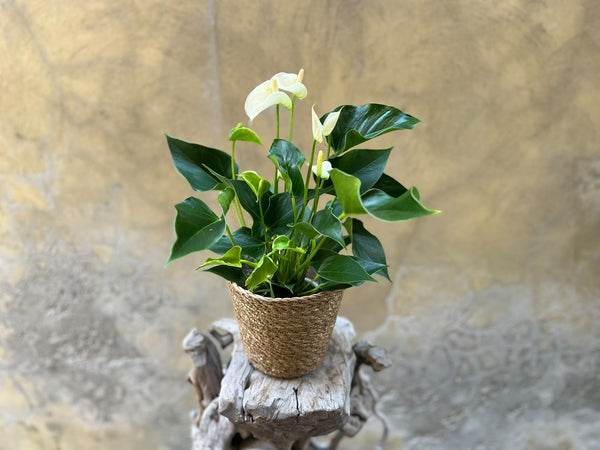 White Anthurium Planter