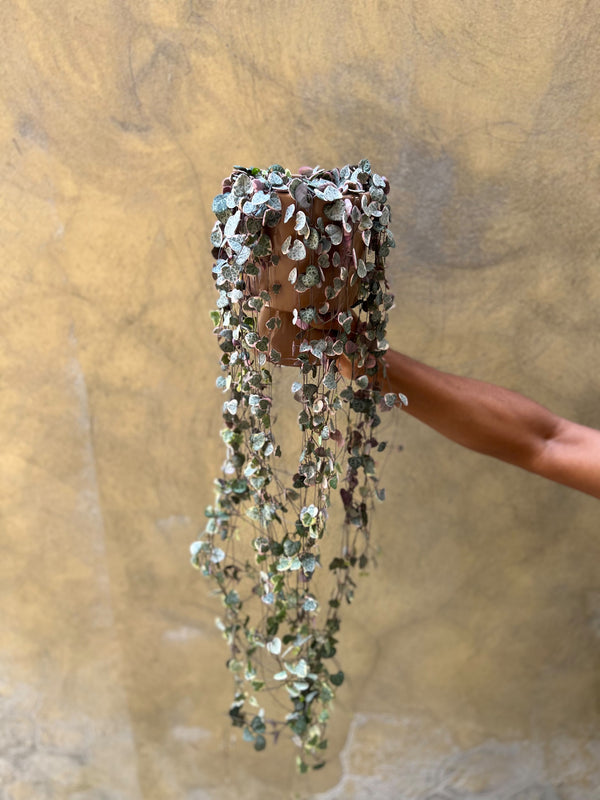 String of Hearts