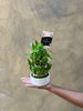 Teacher's Day: Lucky Bamboo