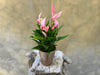 Pink Anthurium