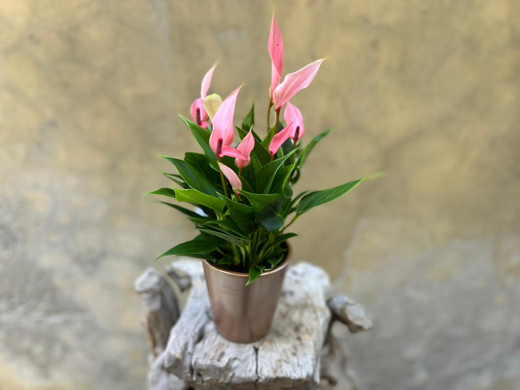 Pink Anthurium