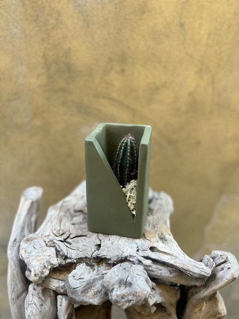 Peekaboo Cactus