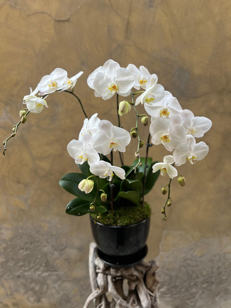 Luxe White Orchid Planter in a Black Pot