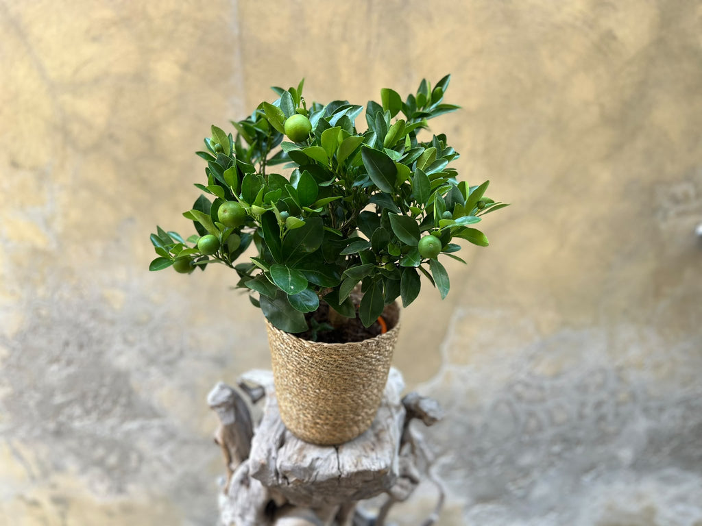 Citrus Calamondin