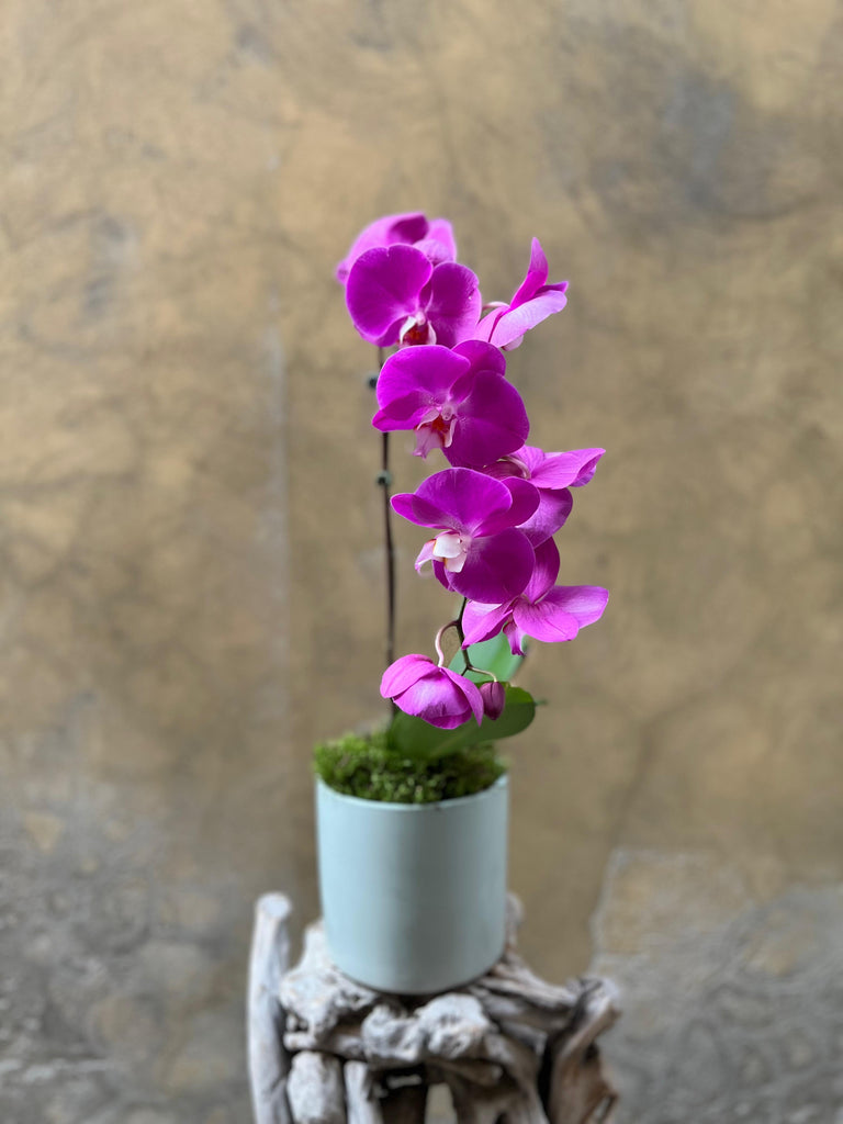 Vibrant Purple Orchid Planter in a Grayish-Green Pot