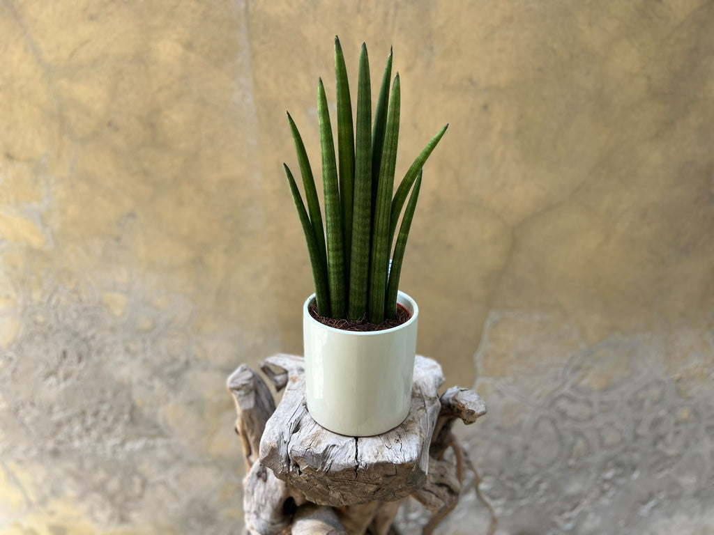Sansevieria Cylindrica in a White Pot