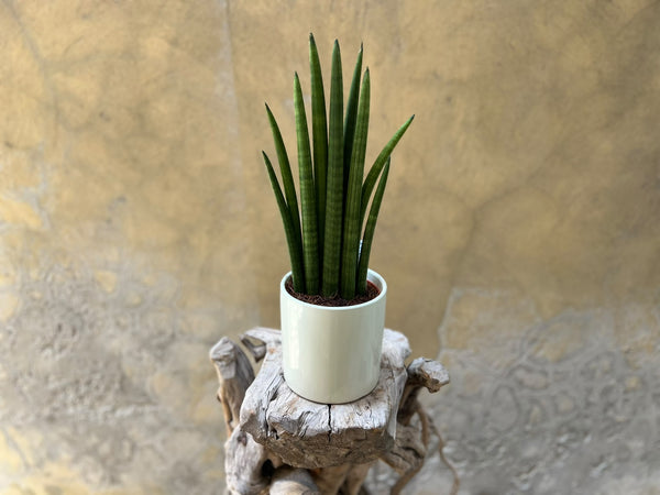 Sansevieria Cylindrica in a White Pot