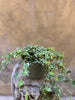 Variegated Ivy Plant