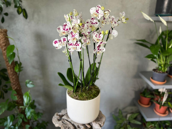 'Spilled Ink' Orchid in a Creamy White Ceramic Pot