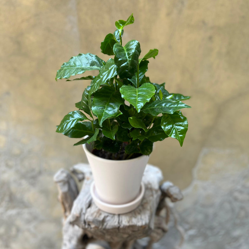 Coffea Arabica Plant