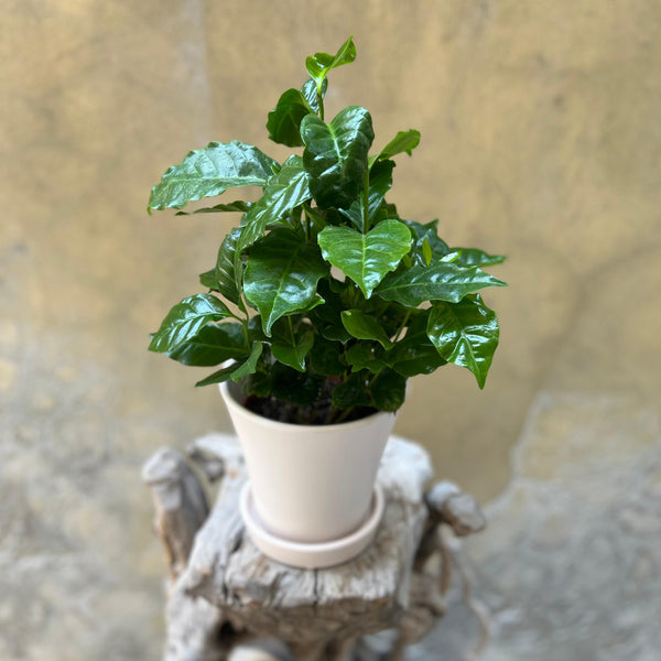 Coffea Arabica Plant