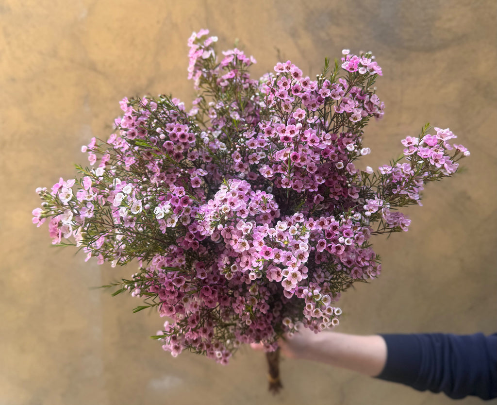 Pink Wax Flowers - The Home Edit