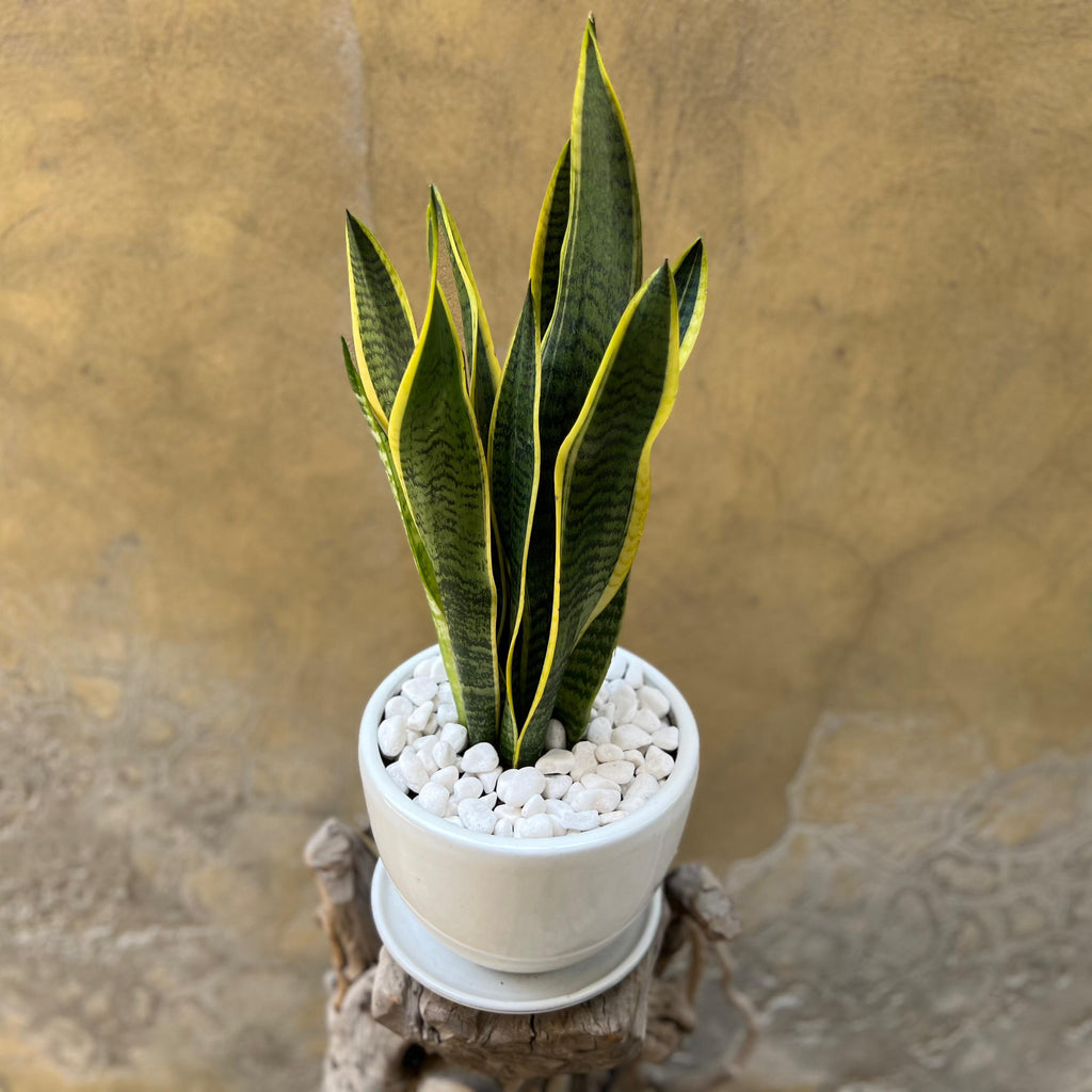 Sansevieria Trifasciata 'Laurentii' in a White Pot