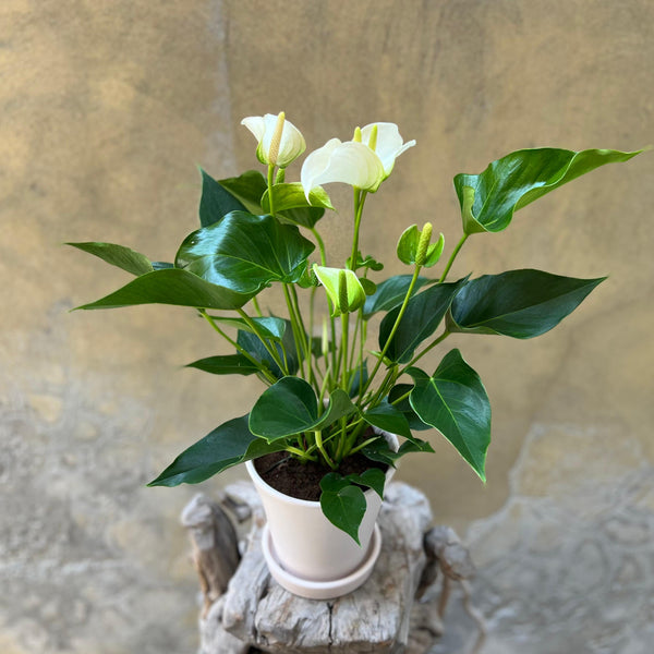 White Anthurium Planter in a White Creamy Pot