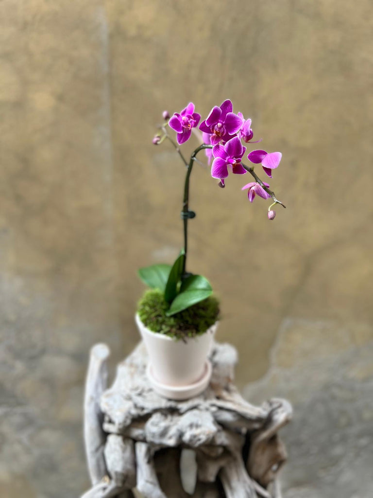 Mini Purple Orchid Planter