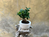 Ficus Ginseng (Bonsai)