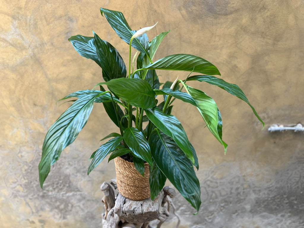 Large Spathiphyllium in a Basket