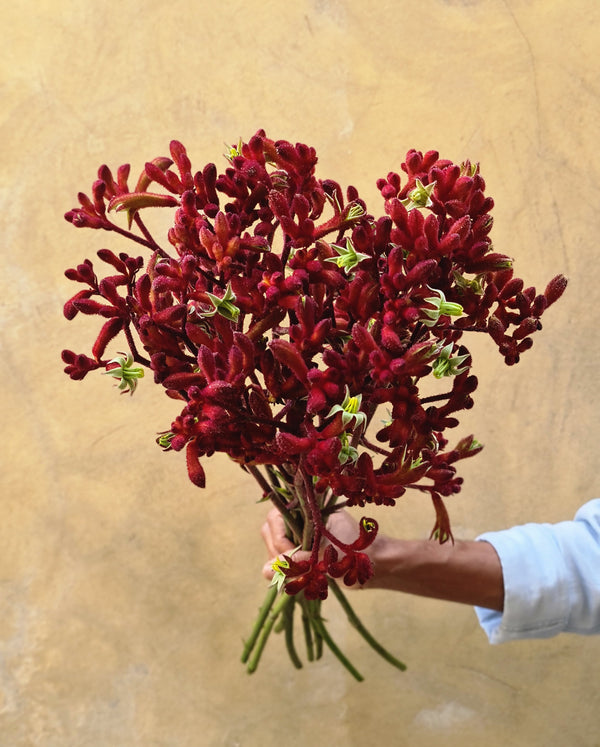 Anigozanthos (Kangaroo Paw) - The Home Edit