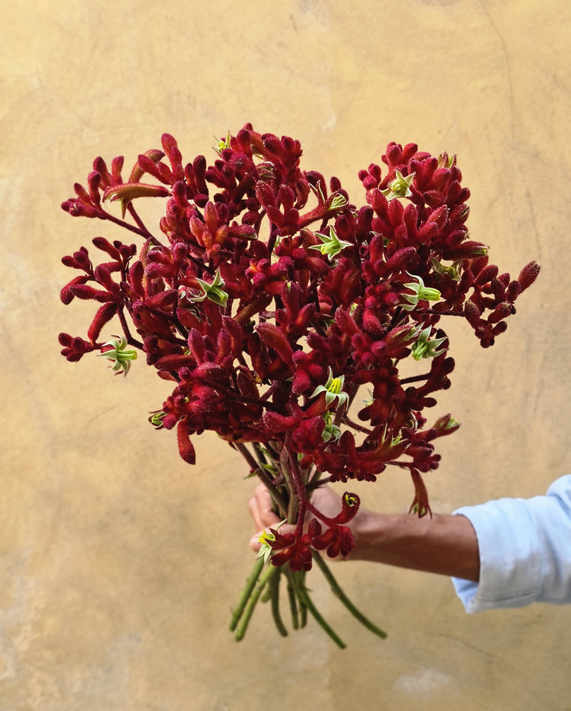 Anigozanthos (Kangaroo Paw) - The Home Edit