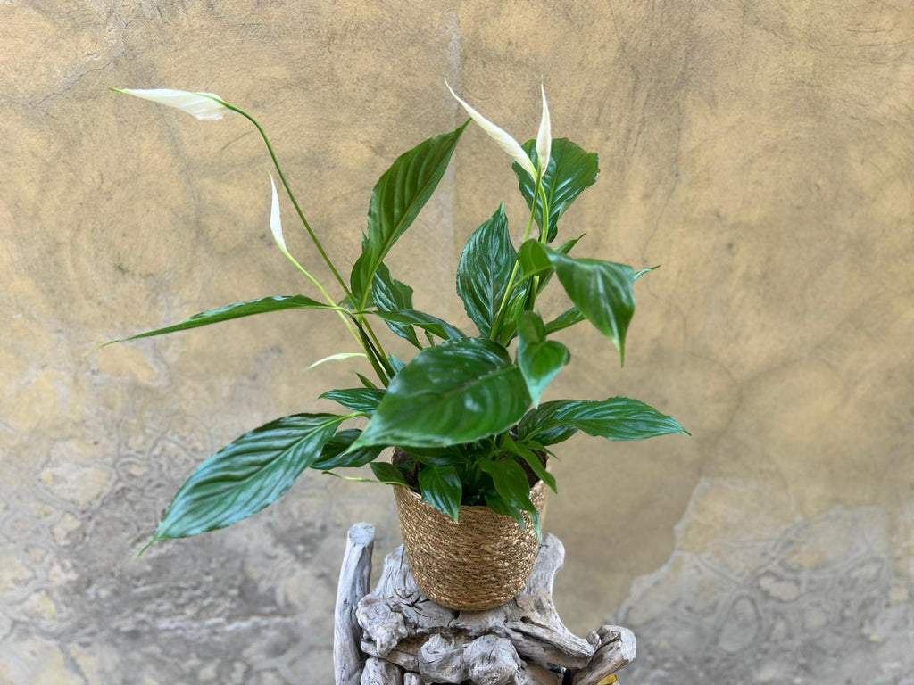 Spathyphyllium in a Basket