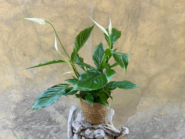 Spathyphyllium in a Basket