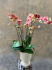 Apricot Phalaenopsis Orchid Planter in a Cream Footed Pot