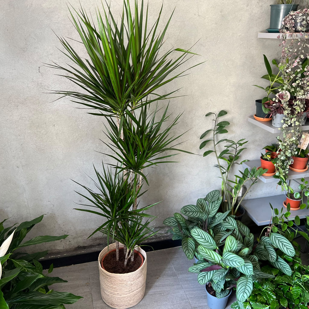 Dracaena Planter in a Natural Basket