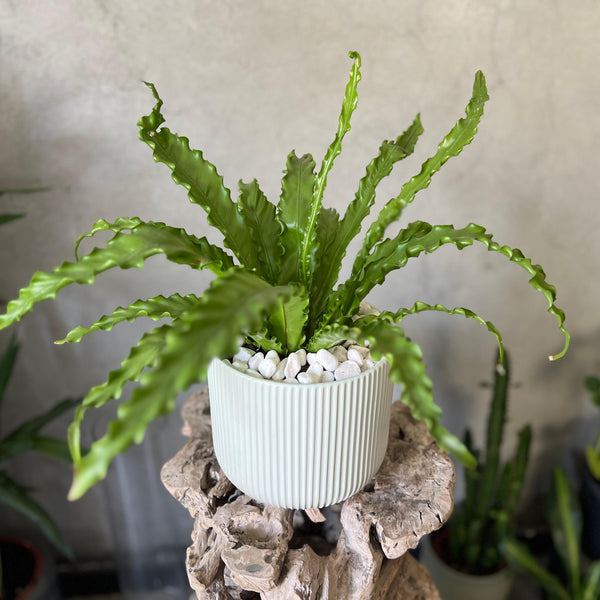 Asplenium Osaka Planter