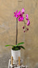 Dark Purple Orchid Planter in a White Pot with Wooden Stand