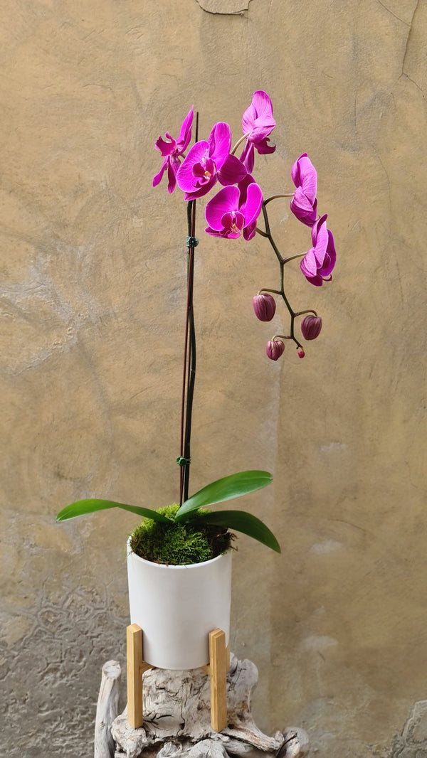 Dark Purple Orchid Planter in a White Pot with Wooden Stand