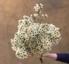 White Wax flower- The Home Edit