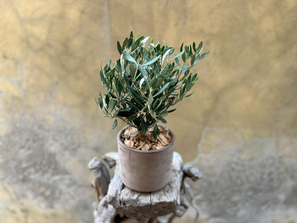 Olive Plant in a Beige Pot
