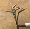 Bird of Paradise - The Home Edit