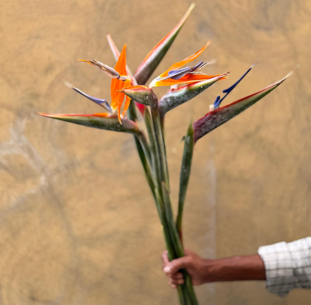 Bird of Paradise - The Home Edit