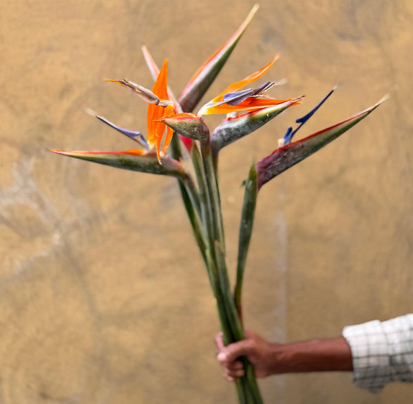 Bird of Paradise - The Home Edit