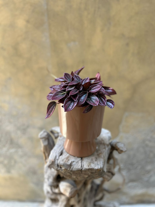 Peperomia Caperata 'Cayenne'