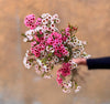Mixed Waxflowers - The Home Edit