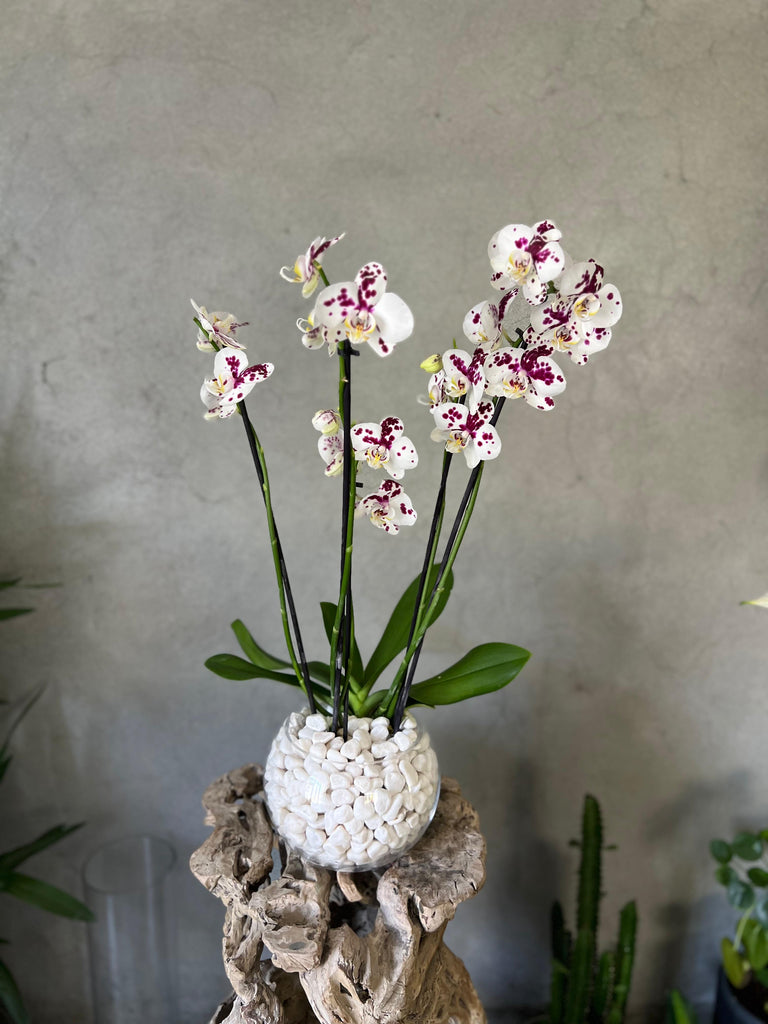 'Spilled Ink' Orchid in a Glass Vase