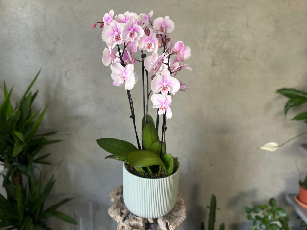 Lilac Blush Orchid Planter