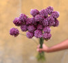 Purple Allium - The Home Edit
