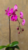 Dark Purple Orchid Planter in a White Pot with Wooden Stand