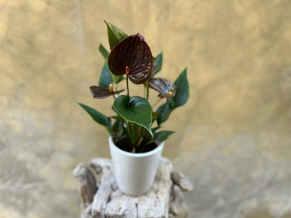 Choco Brown Anthurium Planter