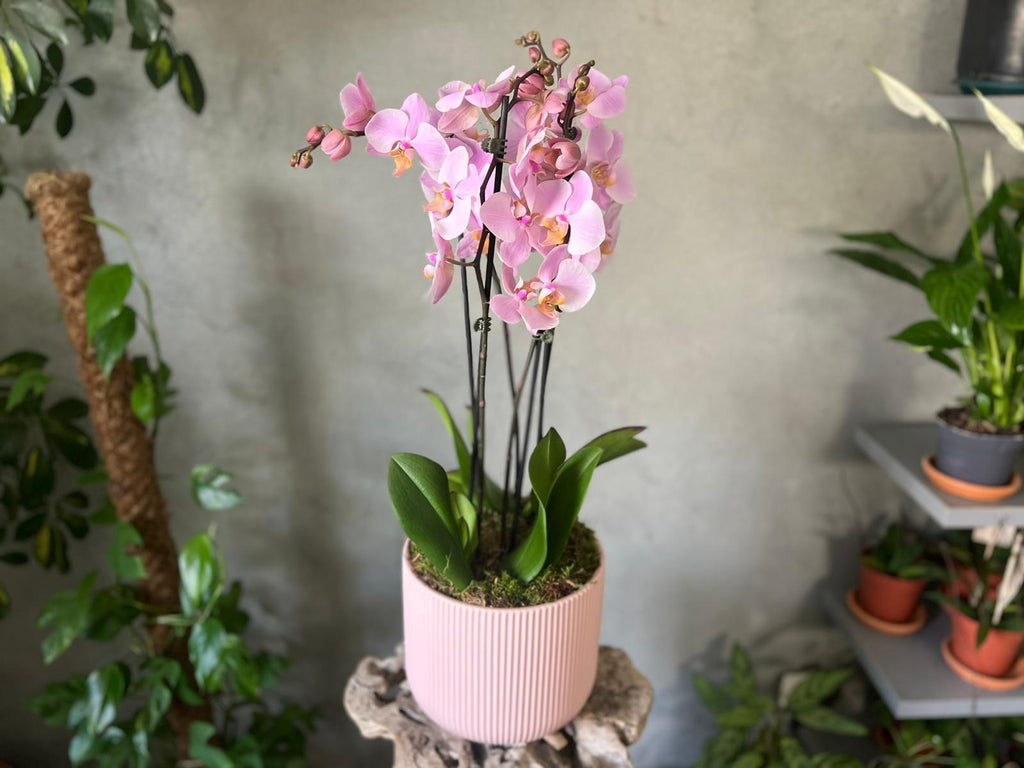 Purple Orchid Planter